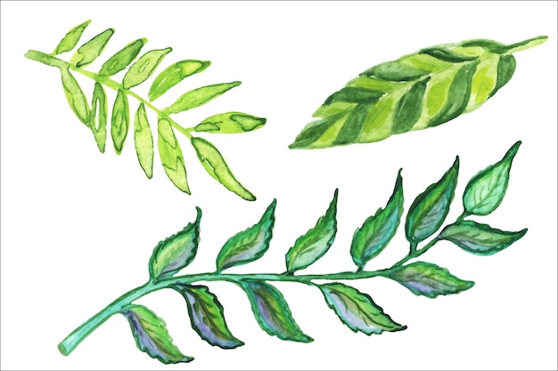 Ensemble de feuilles d'aquarelle tropicales, palmier tropique à feuillage vert.