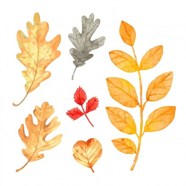 Ensemble De Feuilles D'automne Aquarelle. Illustration