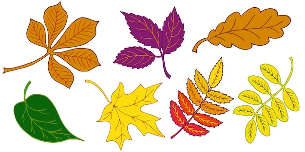 Vecteur ensemble de feuilles d'automne colorées chêne châtaignier érable rowan acacia raisins