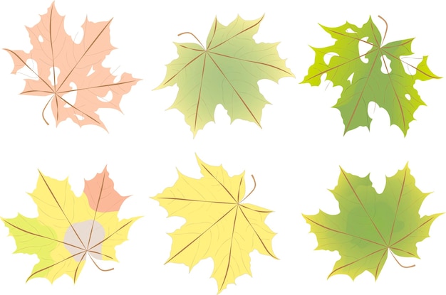 Vecteur ensemble de feuilles d'automne colorées