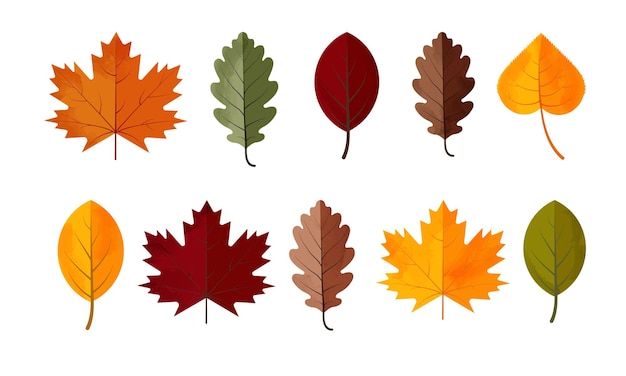 Un ensemble de feuilles d'automne Illustration vectorielle isolée