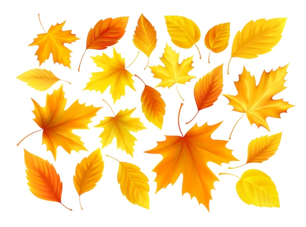 Ensemble de feuilles d'automne réalistes jaunes, rouges, orange isolés sur fond blanc.
