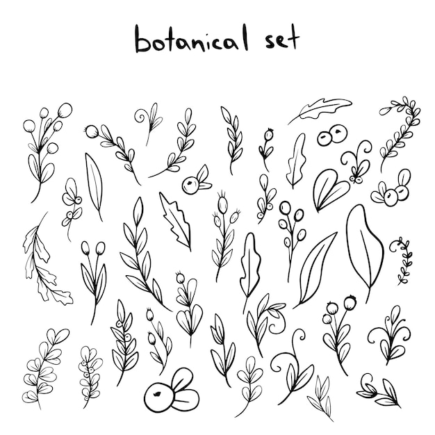 Ensemble de feuilles et de branches de vecteur de doodle dessinés à la main Éléments de plantes botaniques florales