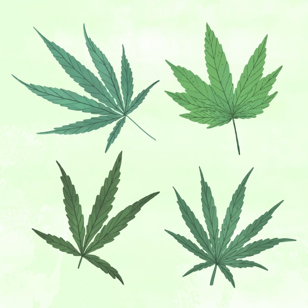 Ensemble De Feuilles De Cannabis Botanique Dessinées