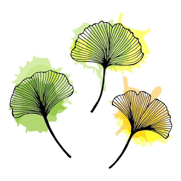 Vecteur ensemble de feuilles de contour dessinées à la main de ginkgo avec des taches d'aquarelle
