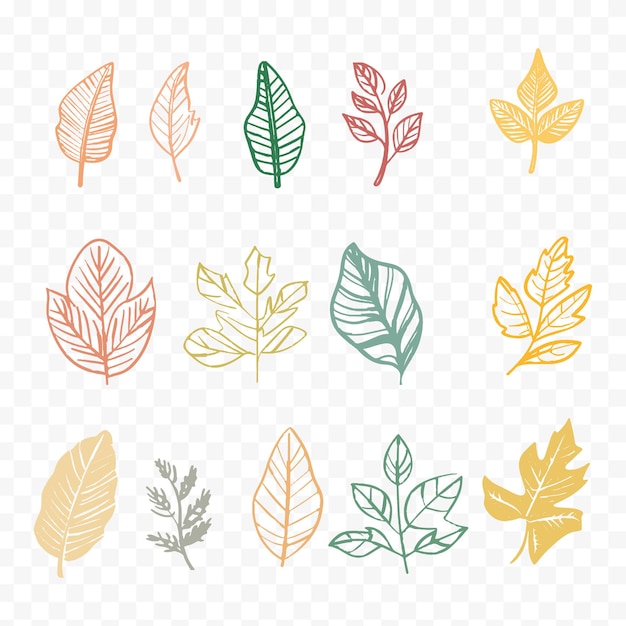 un ensemble de feuilles différentes sur un fond transparent