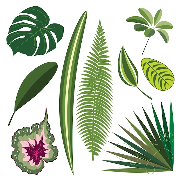 Ensemble De Feuilles De Différentes Plantes D'intérieur