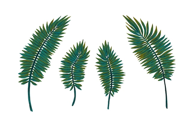 Ensemble de feuilles exotiques Ferns Vector illustration ressource pour la conception publicitaire vacances d'été paradis tropical bannière affiche