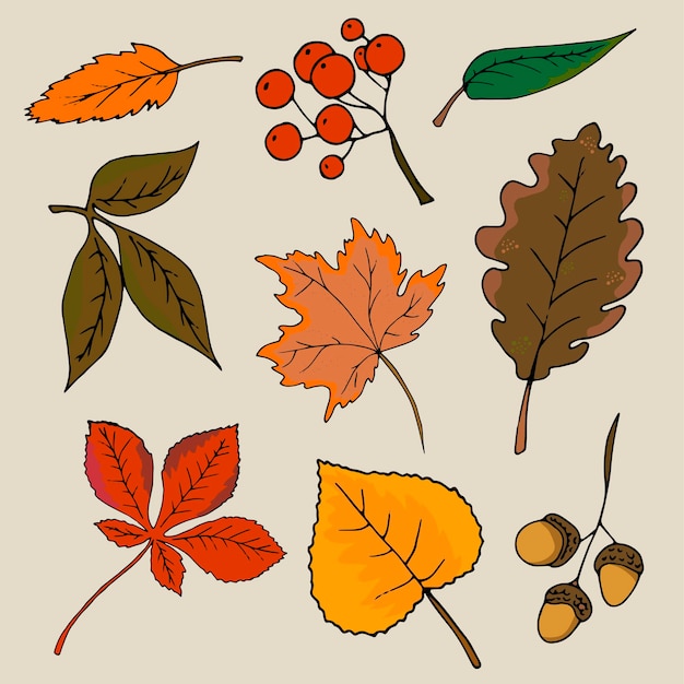 Un Ensemble De Feuilles Et De Fruits D'automne. Illustration Vectorielle.