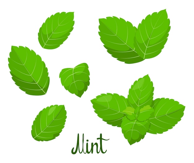 Vecteur un ensemble de feuilles de menthe sur fond blanc illustration vectorielle d'herbes