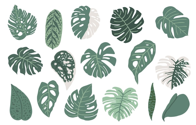 Vecteur ensemble de feuilles de monstera