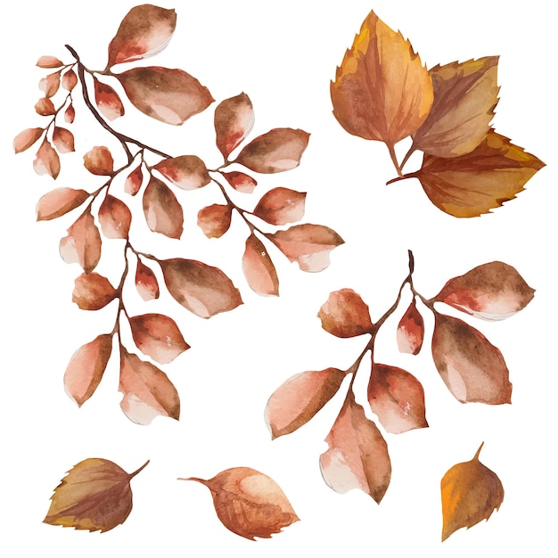 Ensemble de feuilles mortes sur une branche automne feuilles sèches illustration aquarelle