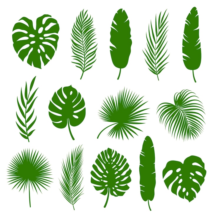 Vecteur ensemble de feuilles de palmier, silhouettes de plantes tropicales