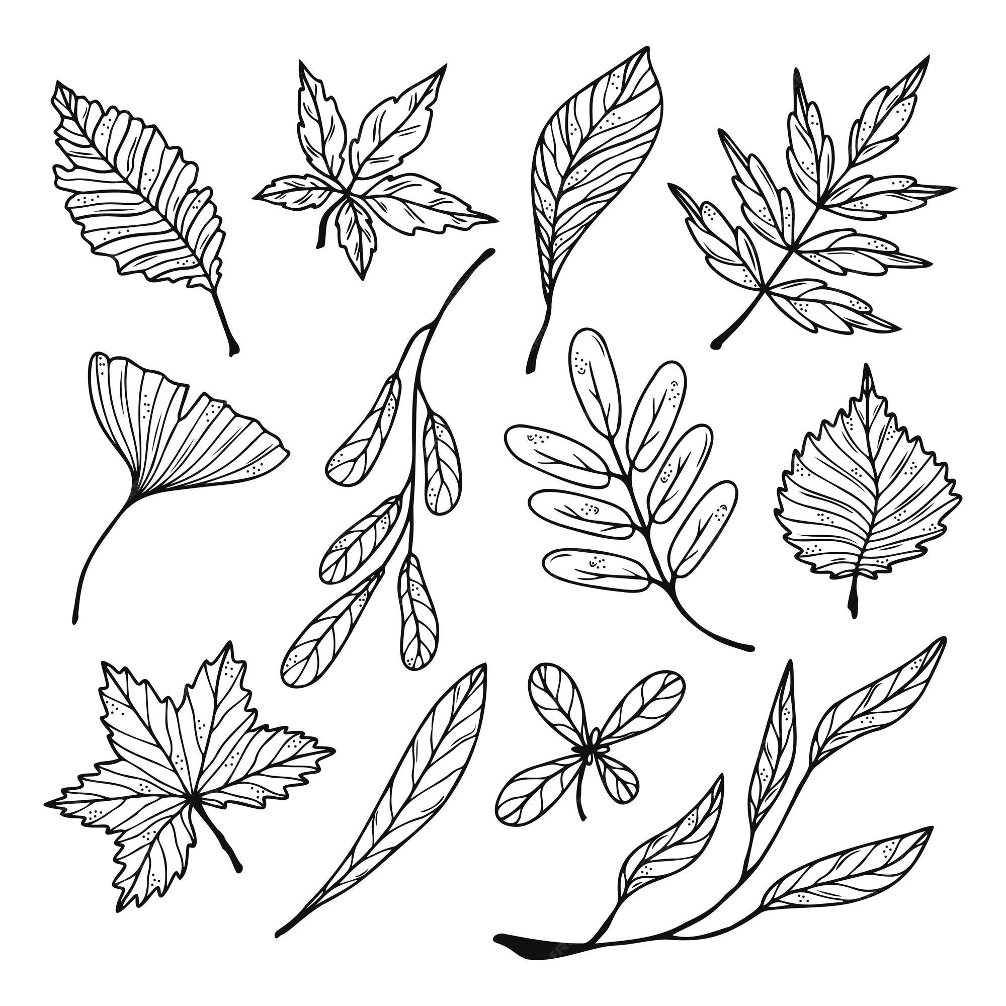 Dessin Branche D arbre Avec Feuille Ensemble De Feuilles De Plantes Dessinées à La Main, Branches D'arbres, éléments Floraux Isolés Sur Fond Blanc | Vecteur Premium