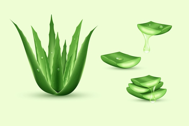 Ensemble De Feuilles De Plantes Vertes Réalistes D'aloe Vera Et De Morceaux Coupés Avec Des Gouttes De Jus