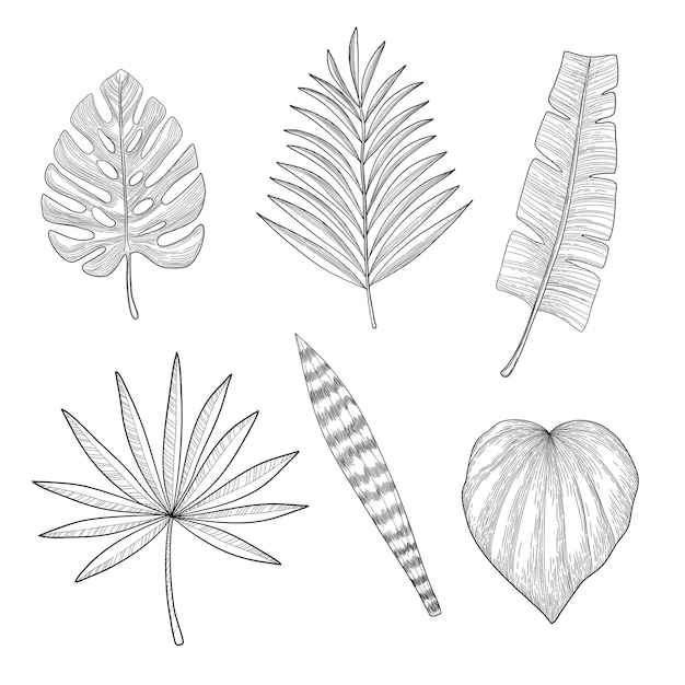 Ensemble De Feuilles Tropicales Dans Un Style Doodle Dessiné à La Main