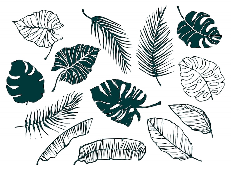 Vecteur ensemble de feuilles tropicales dessinées à la main. branché