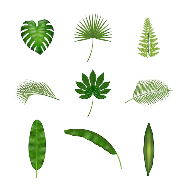 Ensemble De Feuilles Tropicales Isolées