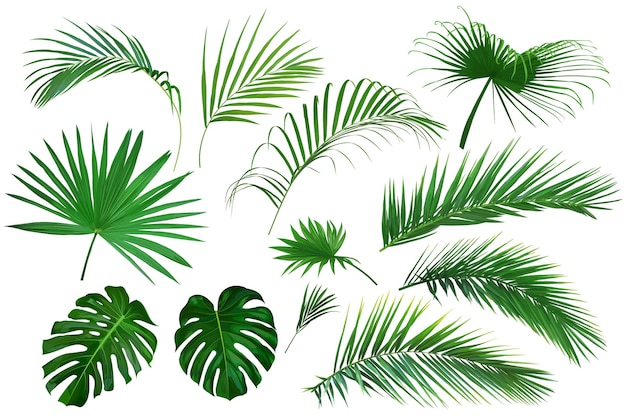 Ensemble de feuilles tropicales