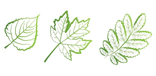 Un Ensemble De Feuilles Vertes Sur Fond Blanc Pour Les Logos, Les Icônes Et Les Dessins Pour Le Symbolisme De La Planète Verte