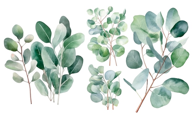 Un ensemble de feuilles vertes avec le mot eucalyptus en bas.