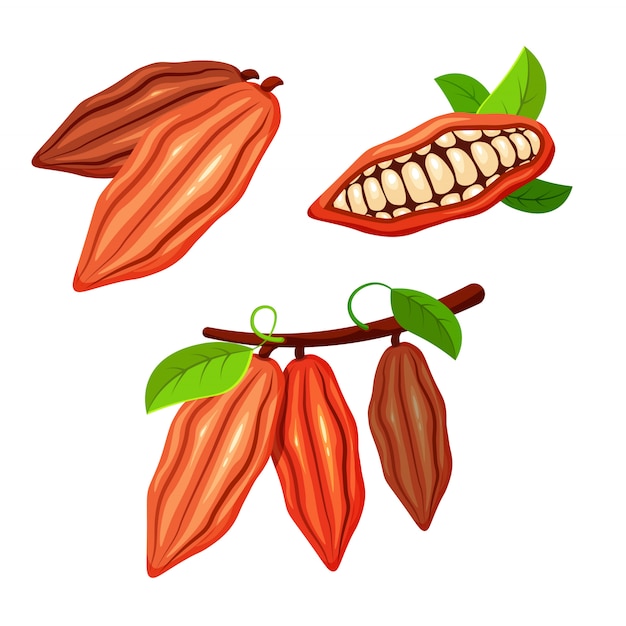Ensemble de fèves de cacao dans un style cartoon tendance. Fruit du chocolatier. Usine de cacao. concept alimentaire pour votre conception.