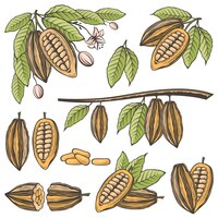 Vecteur ensemble de fèves de cacao