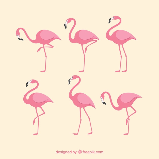 Ensemble de flamants roses avec des poses différentes