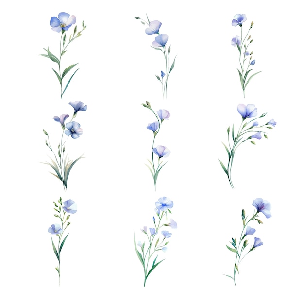 Ensemble Flaxwatercolor De Fleurs Sauvages Bleues Isolées Sur Fond Blanc