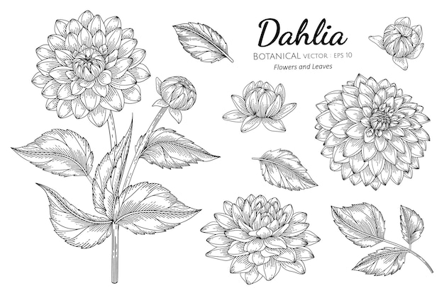 Vecteur ensemble de fleur et feuille de dahlia en illustration botanique dessinée à la main