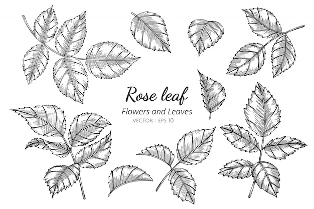 Ensemble De Fleur Feuille Rose Dessin Illustration Avec L'art En Ligne.