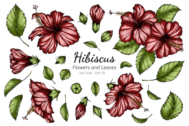 Ensemble De Fleur D'hibiscus Rouge Et Illustration De Dessin De Feuille