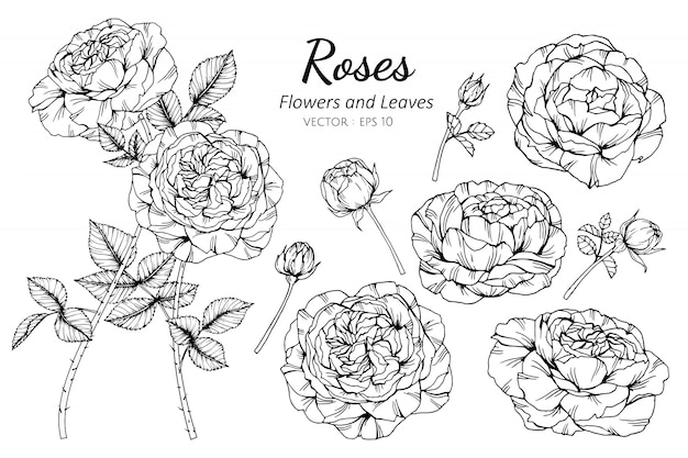 Ensemble De Fleur Rose Et Feuilles Dessin Illustration.