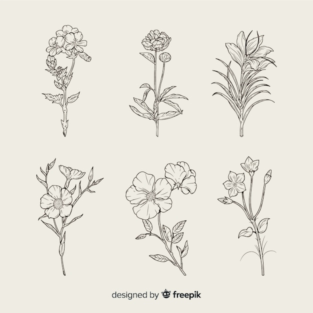 Ensemble de fleurs botaniques dessinés à la main réaliste