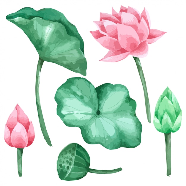 Vecteur ensemble de fleurs et feuilles de lotus peinture à la main à l'aquarelle