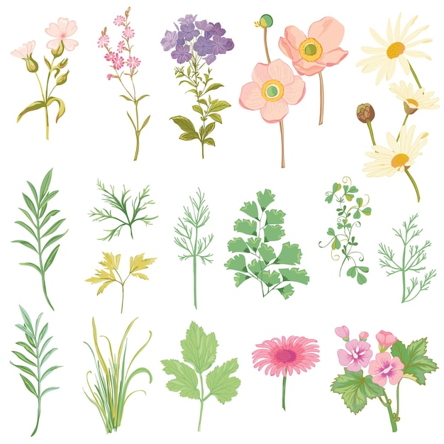 Ensemble de fleurs et d'herbes - style aquarelle dessiné à la main