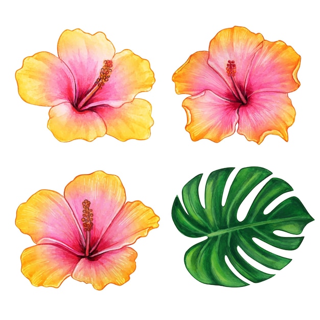 Vecteur ensemble de fleurs d'hibiscus colorées à l'aquarelle et feuilles tropicales