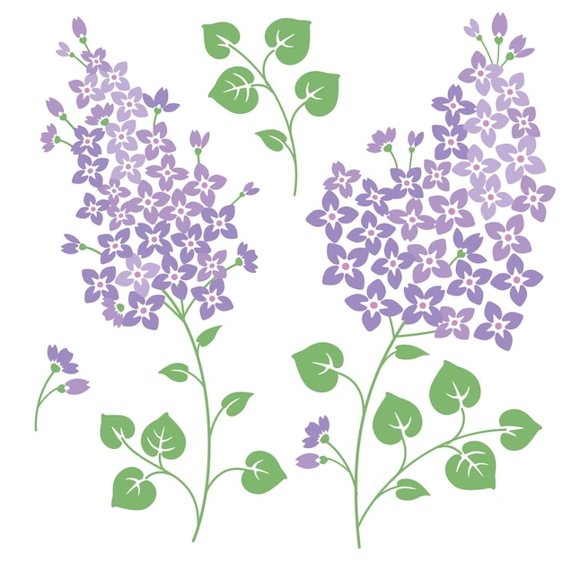 Vecteur ensemble de fleurs lilas pour vos créations de printemps