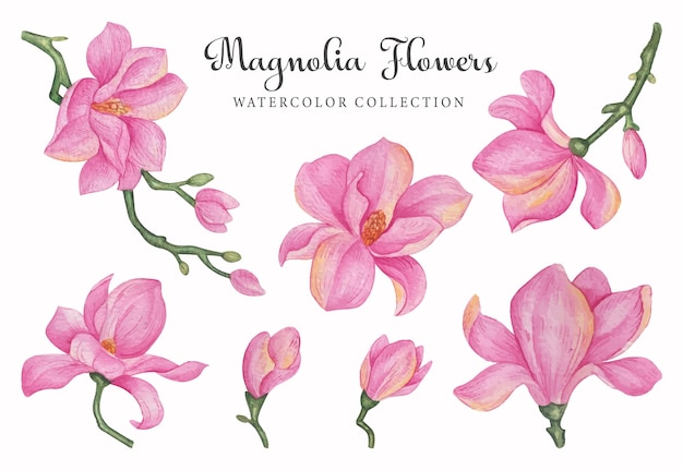 Vecteur un ensemble de fleurs de magnolia rose avec le titre fleur de magnolia.