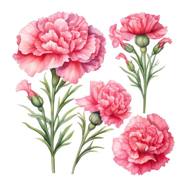 Vecteur ensemble de fleurs d'oeillets illustration aquarelle isolée sur fond blanc