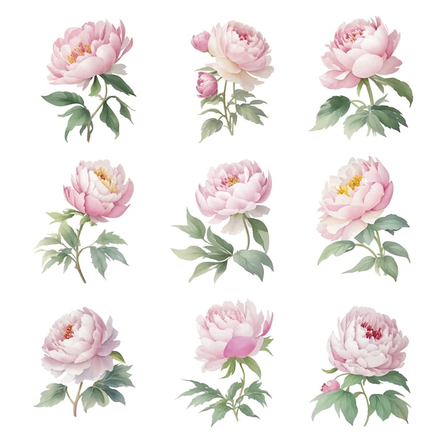 Vecteur ensemble de fleurs de pivoine communes isolées sur fond blanc illustration vectoriel