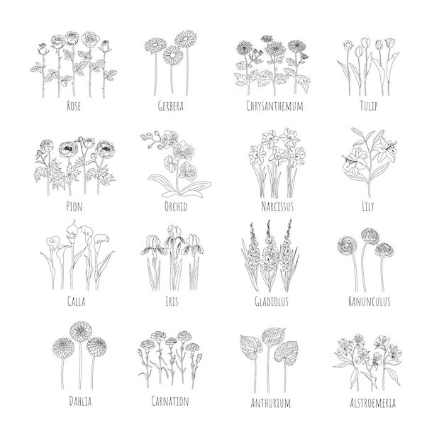 Ensemble De Fleurs Principales. Graphiques En Ligne. Illustration Vectorielle