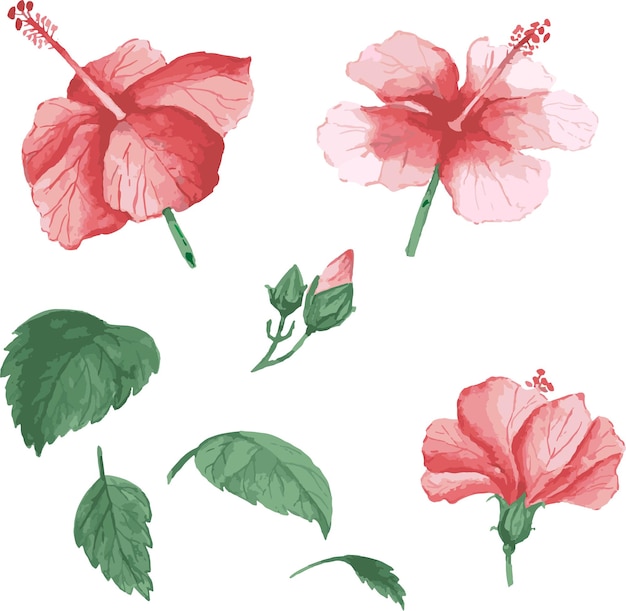 Ensemble De Fleurs Roses Et Rouges Hibiscus Et Feuilles Illustration éléments Floraux Dessinés à La Main Isolés