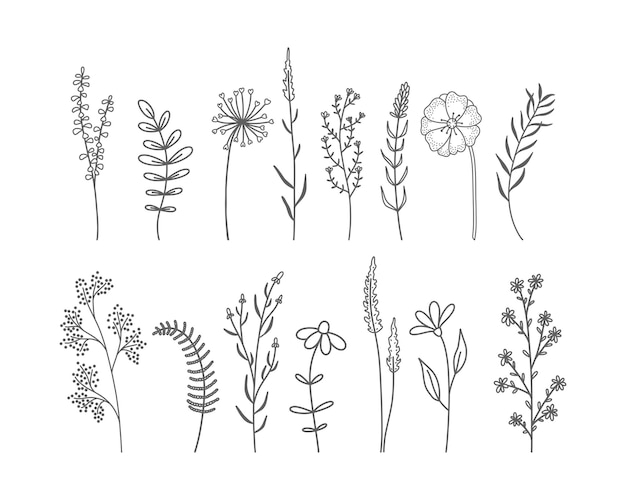 Ensemble de fleurs sauvages et d'herbes dessinées à la main.