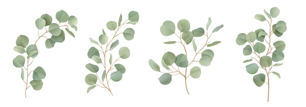 Ensemble Floral D'aquarelle De Vecteur D'eucalyptus. Branches De Feuilles Vertes, Verdure Du Dollar En Argent, Feuilles Naturelles éléments Tropicaux Pour Invitation De Mariage, Papeterie, Salutations, Fonds D'écran, Mode, Arrière-plan