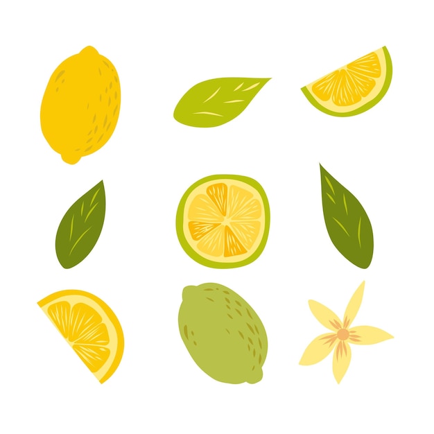 Vecteur ensemble de fruits au citron isolé sur blanc. citron entier et coupé en deux avec un ensemble de vecteurs de chair juteuse et de feuilles vertes. nourriture fraîche végétarienne biologique. agrumes juteux tropicaux vitaminés.
