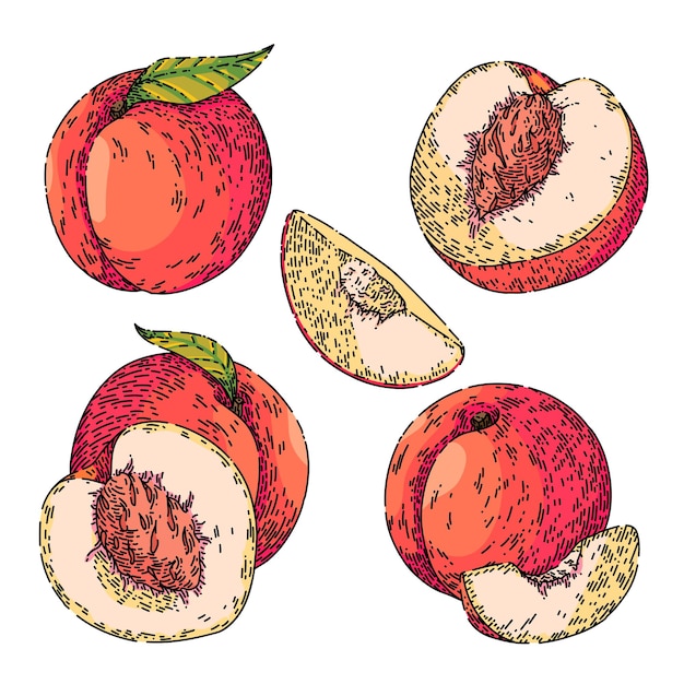 Ensemble De Fruits Pêche Croquis Vecteur Dessiné à La Main