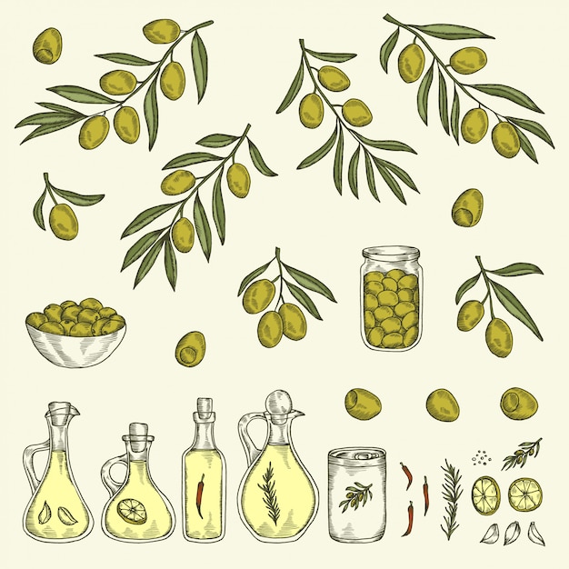 Vecteur ensemble graphique d'olive dessiné à la main