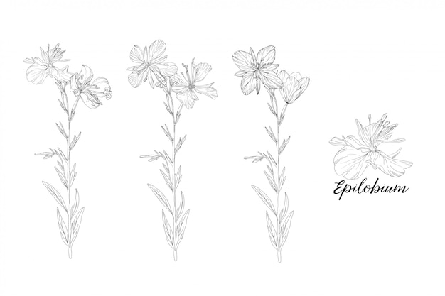 Ensemble Graphique Vectoriel D'éléments Floraux. Epilobium