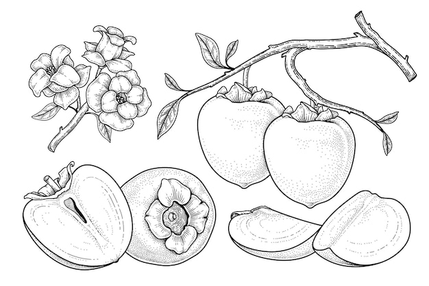 Ensemble de hachiya kaki fruits éléments dessinés à la main illustration botanique